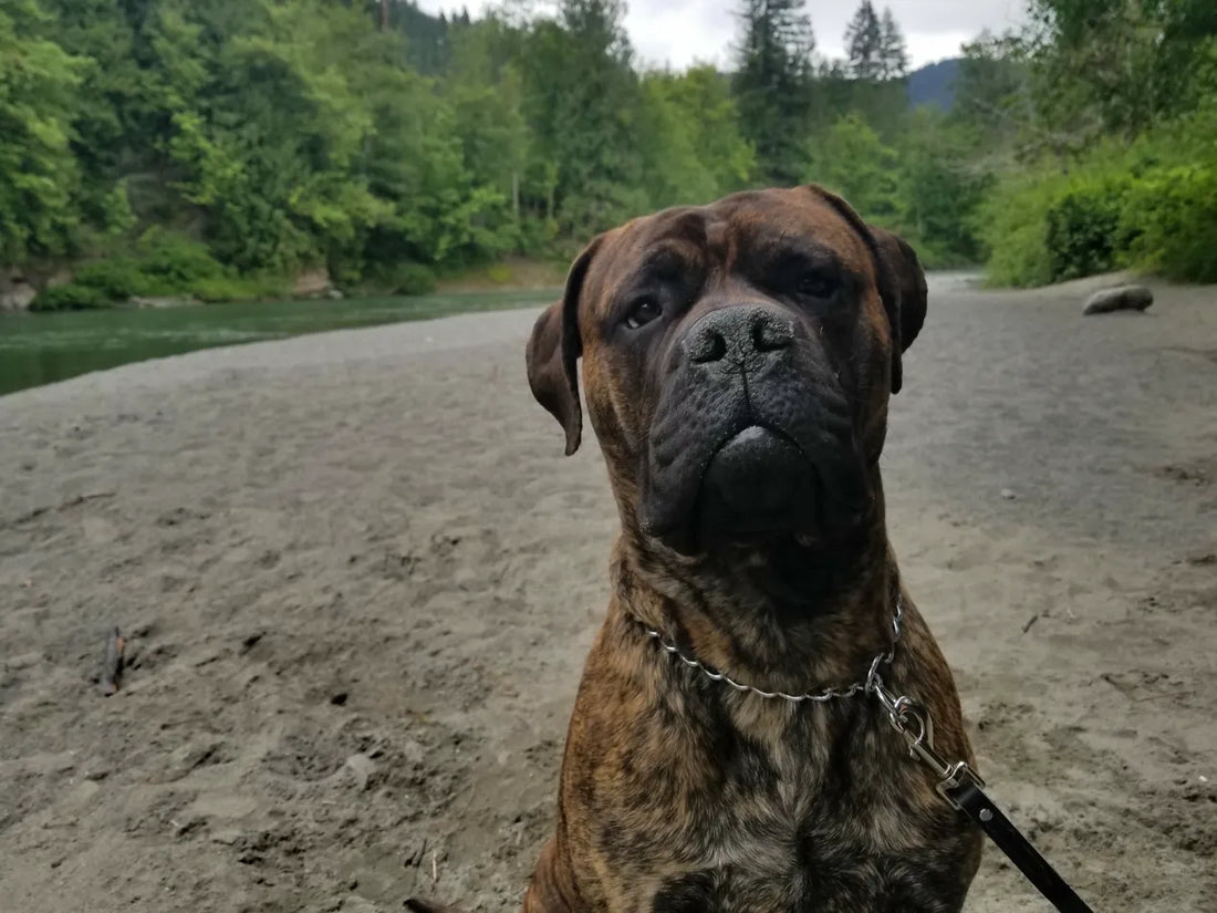 Bullmastiff Essentials: What Every Mastiff Owner Actually Needs