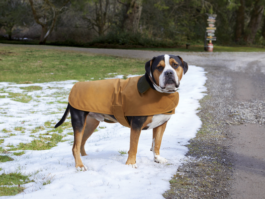 Carhartt® Dog Chore Coat